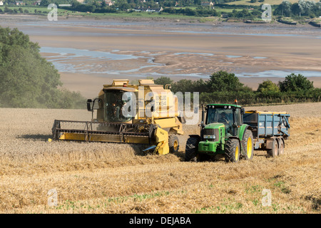 Combine harvester in field of wheat with tractor pulling trailer on banks of River Severn at low tide Gloucestershire UK Stock Photo