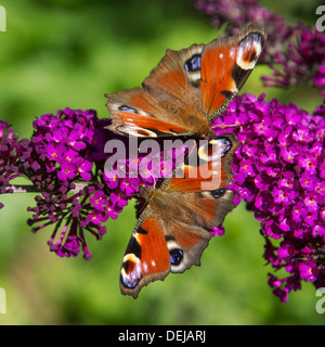 Two European Peacock butterflies (Aglais io / Inachis io) on summer lilac flowers / butterfly-bush (Buddleja davidii) Stock Photo