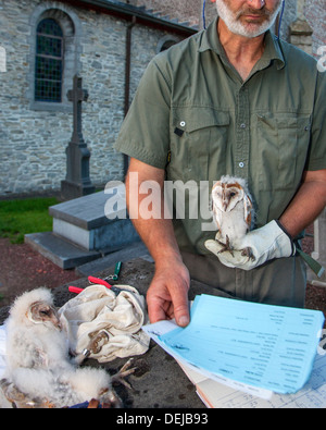 Bird ringer with pair of pincers ringing Barn Owl (Tyto alba) owlets / chicks with metal rings on leg at churchyard / cemetery Stock Photo