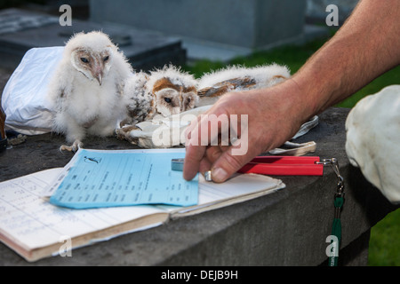 Bird ringer with pair of pincers and notebook ringing Barn Owl (Tyto alba) owlets / chicks with metal rings on leg Stock Photo