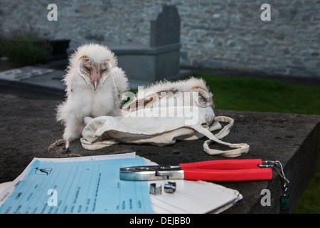 Barn owl (Tyto alba) owlets / chicks ready to be ringed and bird ringer's notebook, pair of pincers and metal rings at cemetery Stock Photo