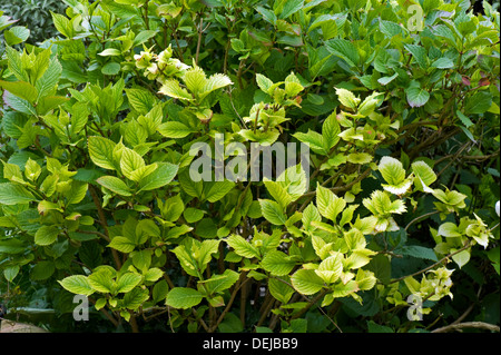 Lime induced iron and nitrogen deficiency causing chlorosis of the leaves of a Hydrangea macrophylla garden shrub Stock Photo