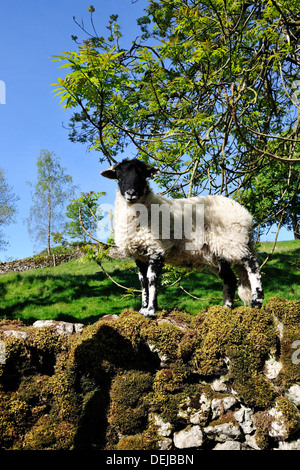 Swaledale lamb watching for danger, after eating leaves from the Ash tree, Malhamdale, Yorkshire Dales National Park, England Stock Photo