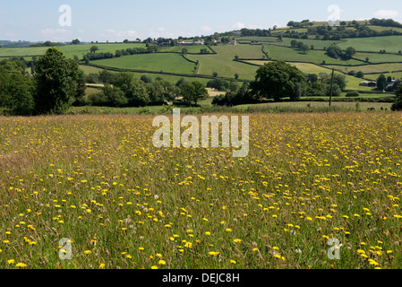 Wild flower meadow at Goren Farm near Stockland in Devon on a fine summer day Stock Photo