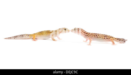 Closeup of leopard gecko isolated in front of white background. Stock Photo