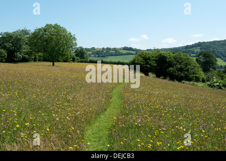 Wild flower meadow at Goren Farm near Stockland in Devon on a fine summer day Stock Photo