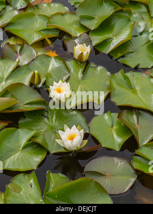 water lilies on a lake they are in flower Stock Photo