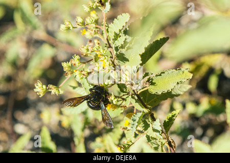 Galapagos Carpenter Bee (Xylocopa darwini) gathering nectar, Bahia Urvina, Isabela Island, Galapagos Stock Photo