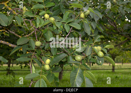 Walnuts in fruit on trees, Sainte-Foy-la-Grande, Gironde, France Stock Photo