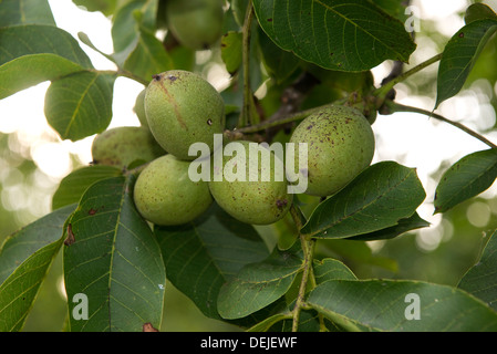 Walnuts in fruit on trees, Sainte-Foy-la-Grande, Gironde, France Stock Photo