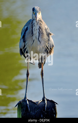 Perched Heron staring directly into camera Stock Photo