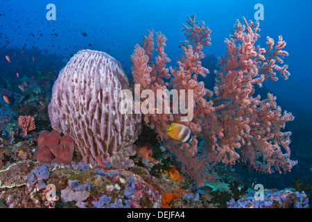 Seascape with barrel sponge, gorgonian seafan and sunburst butterflyfish, Chaetodon kleinii on Verde Island, Philippines. Stock Photo