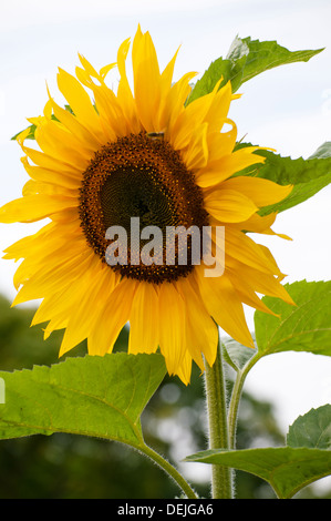 HELIANTHUS ANNUUS GIANT SINGLE Stock Photo