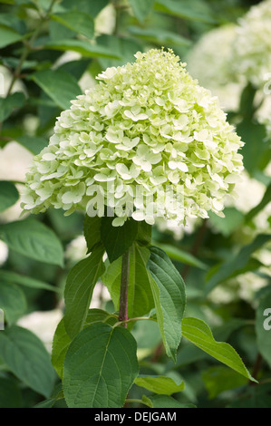HYDRANGEA PANICULATA LIMELIGHT Stock Photo