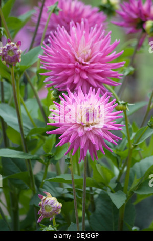 DAHLIA RUSKIN ANDREA Stock Photo