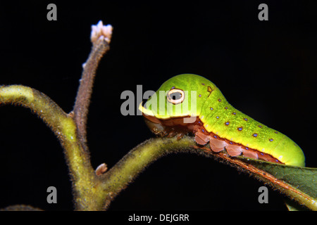 A Spicebush swallowtail caterpillar mimicking a green snake. Stock Photo
