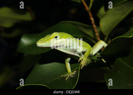 Carolina anole, lizard, Anolis carolinensis, red-throated, animal, wildlife, nature Stock Photo