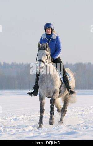 Ride out in winter on back of a French horse (Selle Français) Stock Photo