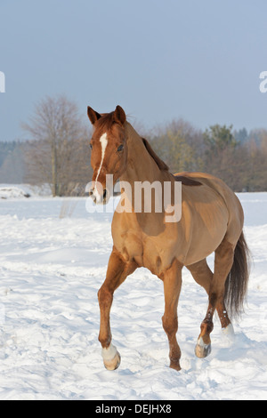 Clipped Trakehner horse in winter Stock Photo