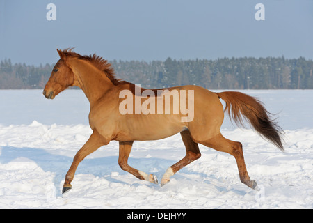 Clipped Trakehner horse in winter Stock Photo