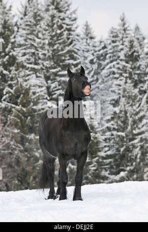 Laughing Friesian horse in winter Stock Photo