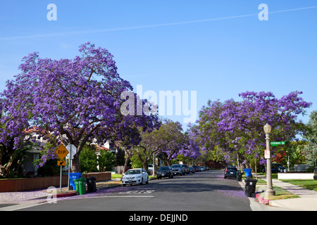 Jacaranda trees blooming along street in Culver City. Los Angeles, California Stock Photo