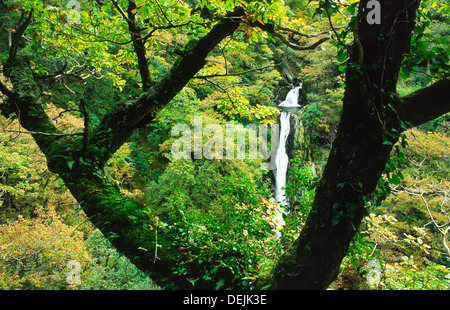 Mynach Falls on the Afon Rheidol river below Devils Bridge in the Vale of Rheidol near Aberystwyth, Dyfed, west Wales, UK Stock Photo