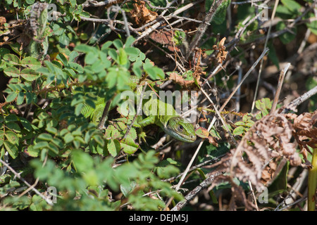 Western Green Lizard (Lacerta bilineata). Adult female climbing, amongst wild Burnet Rose foliage (Rosa pimpinellifolia). Jersey Stock Photo