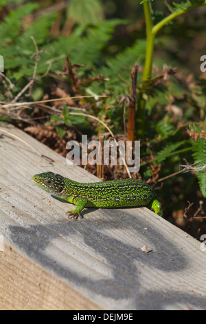 Western Green Lizard (Lacerta bilineata). Male emerging early morning to warm up on a new timber edging to a cliff top footpath. Stock Photo