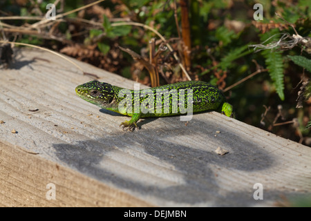 Western Green Lizard (Lacerta bilineata). Male emerging early morning to warm up on a new timber edging to a cliff top footpath. Stock Photo