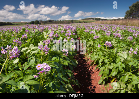 Healthy potato crop growing in Scotland. Stock Photo