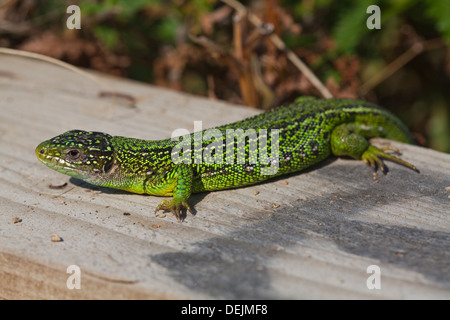 Western Green Lizard (Lacerta bilineata). Male emerging early morning to warm up on a new timber edging to a public foot path. Stock Photo