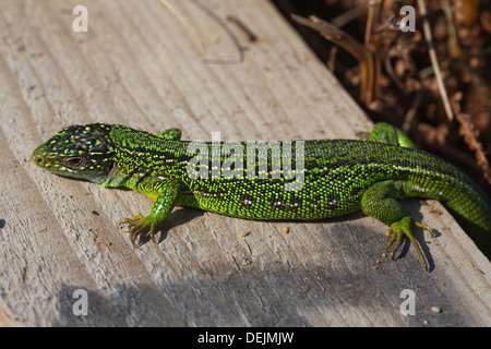 Western Green Lizard (Lacerta bilineata). Male emerging early morning to warm up on a new timber edging to a public foot path. Stock Photo