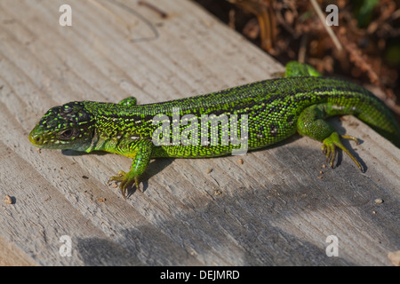 Western Green Lizard (Lacerta bilineata). Male emerging early morning to warm up on a new timber edging to a public foot path. Stock Photo