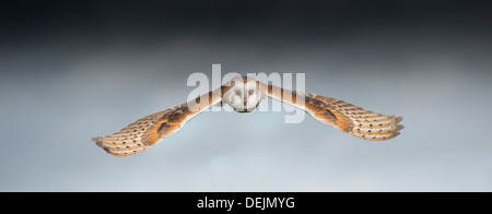 Barn Owl in flight with stormy light. Captive bird. (Tyto alba) Stock Photo