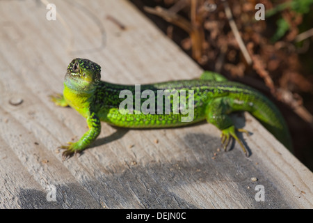 Western Green Lizard (Lacerta bilineata). Male emerging early morning to warm up on a new timber edging to a public foot path. Stock Photo