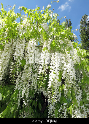 Barrington Court white wisteria Tree, Somerset, England, UKWhite wisteria flowers cascade in spring sunshine at Barrington Court National Trust garden Stock Photo