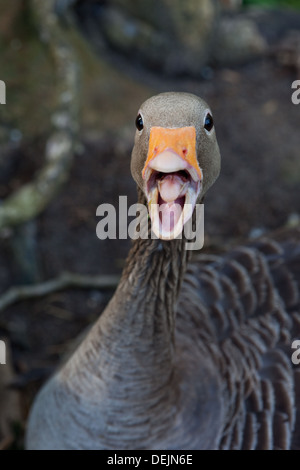 Greylag Goose (Anser anser). Threatening, defensive behaviour. Stock Photo