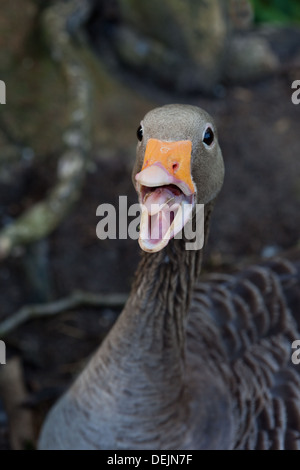 Greylag Goose (Anser anser). Threatening, defensive behaviour. Stock Photo