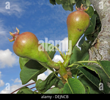 New summer pears growing on a mature tree at Barrington Ct near Ilminster, Somerset, England UK  TA19 0NQ in an orchard