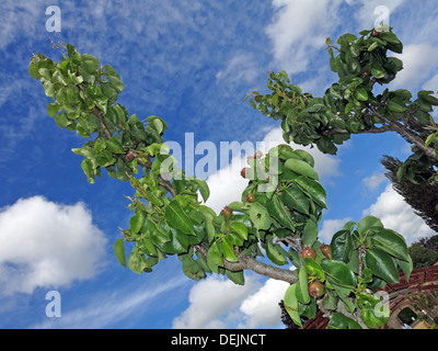 New summer pears growing on a mature tree at Barrington Ct near Ilminster, Somerset, England UK  TA19 0NQ in an orchard Stock Photo