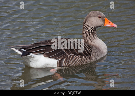 Western Greylag Goose (Anser anser). Momentarily stationary, treading water, whilst swimming. Stock Photo