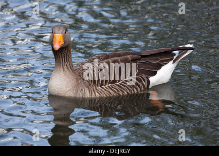 Greylag Goose (Anser anser). On water swimming. Head on, showing eyes and stereoscopic vision capability. Stock Photo