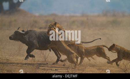 Lion's chase Stock Photo