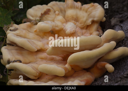 Chicken in the woods (Laetiporus sulphureus). Edible bracket fungus. Growing on the trunk of an Oak (Quercus robur). September. Stock Photo