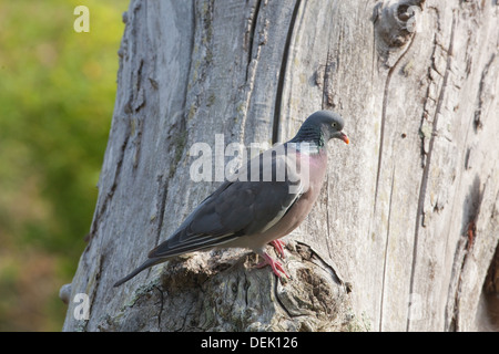 Woodpigeon (Columba palumbus). Perched on a dead tree trunk. Stock Photo