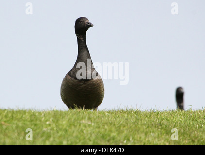 Dark-bellied Brent Goose (Branta bernicla) Stock Photo