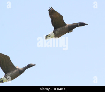 Dark-bellied Brent Goose (Branta bernicla)  in flight Stock Photo