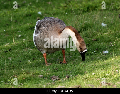 Swan Goose or Chinese goose (Anser cygnoides) close-up Stock Photo