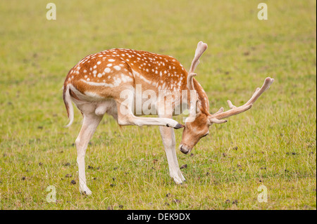 A captive Fallow Deer at Longleat Safari Park in Longleat , Warminster , Wiltshire , England , Britain , Uk Stock Photo